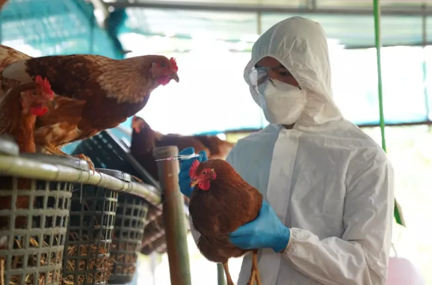  Συναγερμός ΠΟΥ για γρίπη πτηνών -Στο 52% η θνησιμότητα-Όσα πρέπει να ξέρουμε