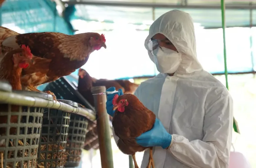 Συναγερμός ΠΟΥ για γρίπη πτηνών -Στο 52% η θνησιμότητα-Όσα πρέπει να ξέρουμε