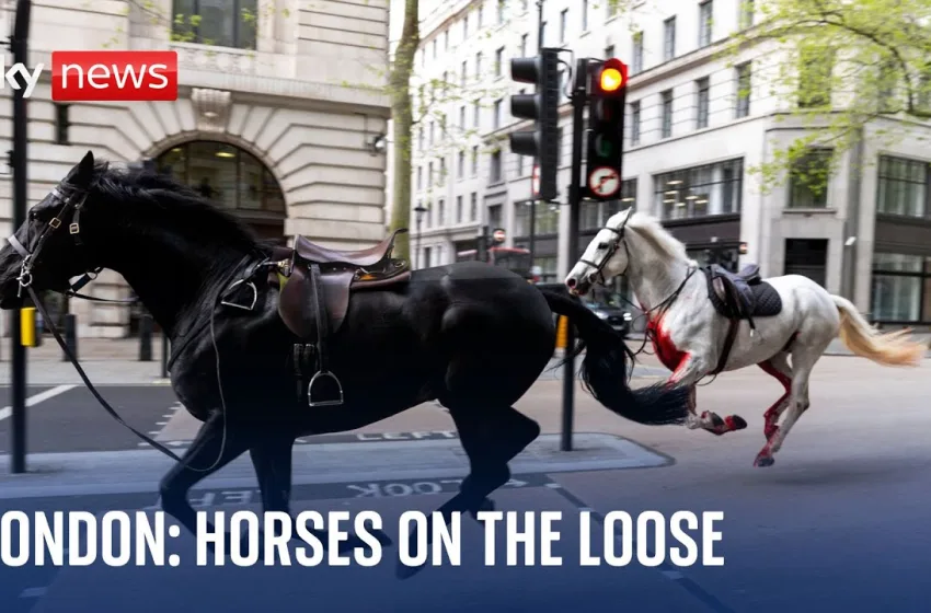   Άλογα του βρετανικού στρατού  καλπάζουν ελεύθερα στο κέντρο του Λονδίνου-Πανικός και τραυματισμοί