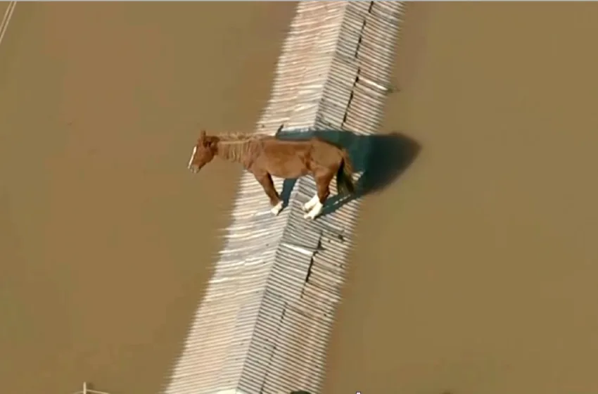  Βραζιλία: Συγκλονιστική διάσωση αλόγου από τη στέγη πλημμυρισμένου αγροτόσπιτου (βίντεο)