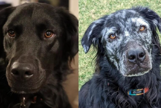  Buster, ο σκύλος που έγινε από μαύρος λευκός μέσα σε δύο χρόνια – Ποιος είναι ο λόγος