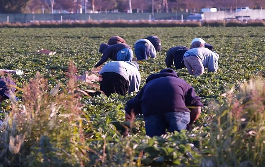  Reuters: Η Ελλάδα φέρνει 5.000 εργάτες γης από Αίγυπτο -Ενεργοποιείται συμφωνία του 2022