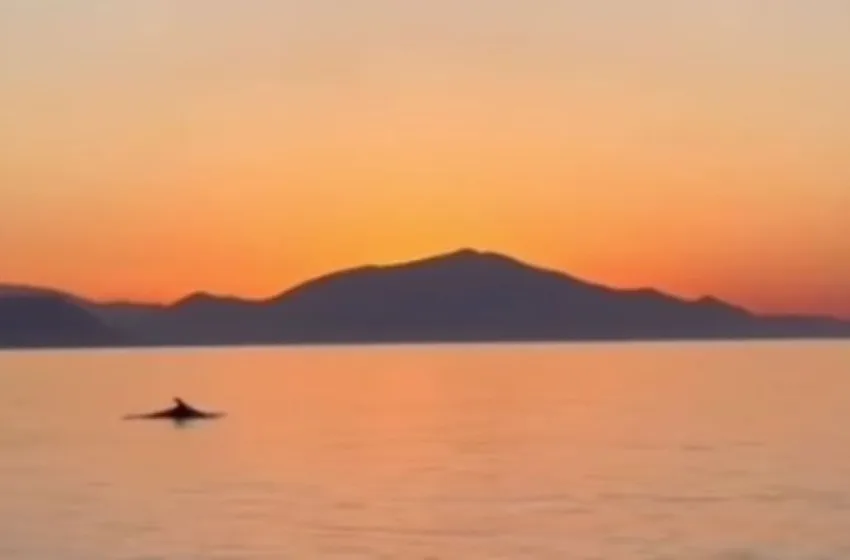  Μαγικό ηλιοβασίλεμα στην Εύβοια, παρέα με δελφίνια στη θάλασσα (vid)
