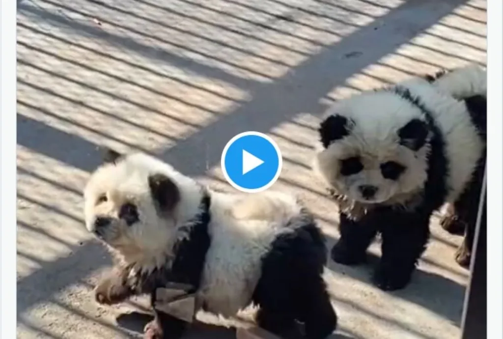 kina zoologikos kipos skylakia panta