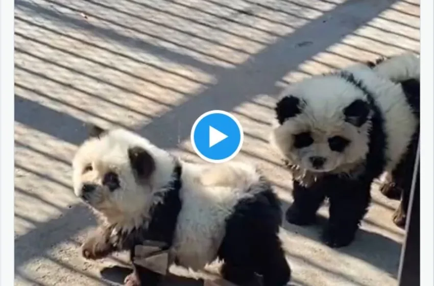  Κίνα/Αδιανόητη κακοποίηση ζώων: Έβαψαν σκυλάκια για να μοιάζουν με πάντα (vid)