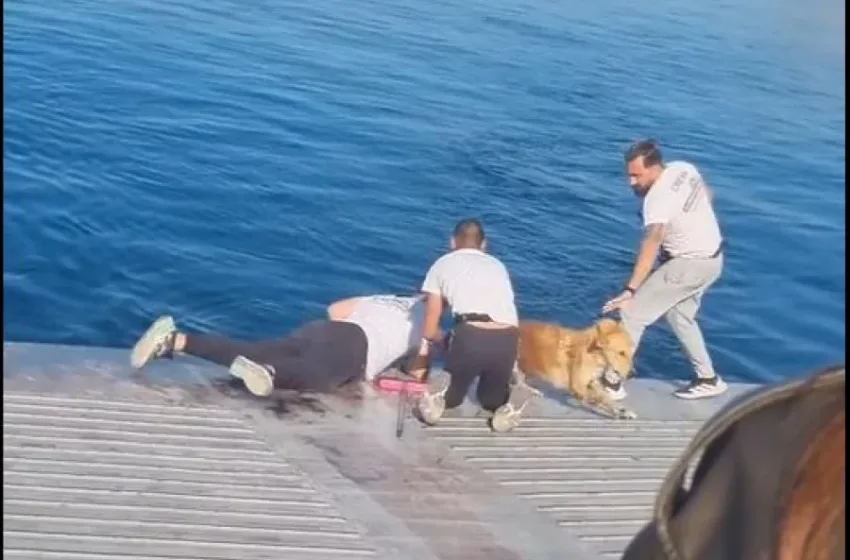  Σαλαμίνα: Διάσωση σκύλου που βρέθηκε στη θάλασσα από πλήρωμα φέρι μποτ (vid)