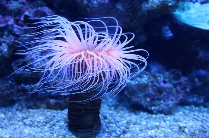  Θαλάσσια ανεμώνη: Με σοβαρά εγκαύματα  4χρονη 