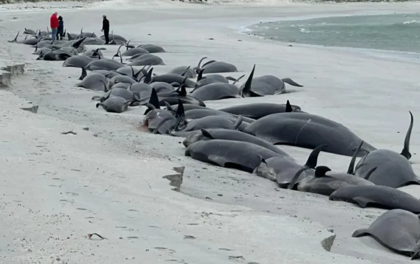  Μυστήριο: 77 φάλαινες-πιλότοι προσάραξαν στις Εβρίδες της Σκωτίας και πέθαναν- Δεύτερο περιστατικό μαζικών θανάτων σε ένα χρόνο- Φοβούνται επιδείνωση οι επιστήμονες