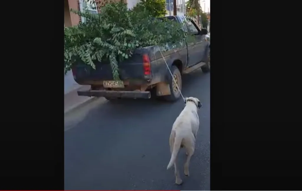 kozani kakopoiisi zwou skylos video