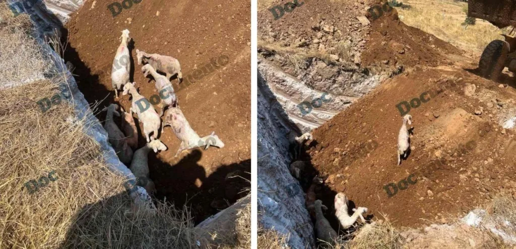 panoli thessalia provata