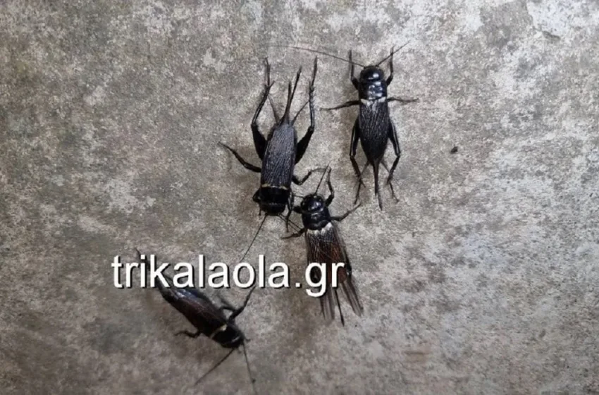  Τρίκαλα: Επιδρομή από τριζόνια