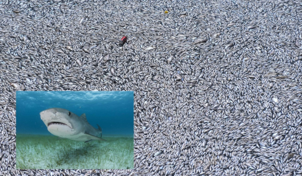 nekra psaria volos 1