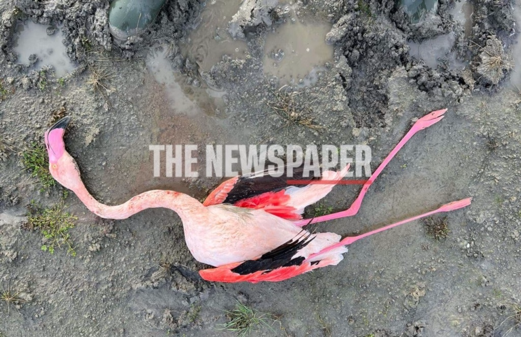 limni karla flamingk jpg