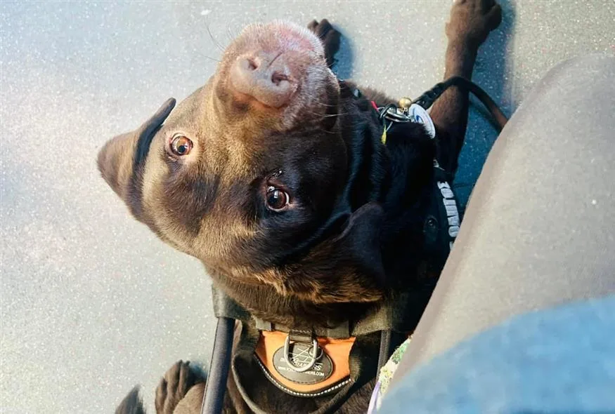 trolei epithesi odigos tyfli skylos odigos jpg