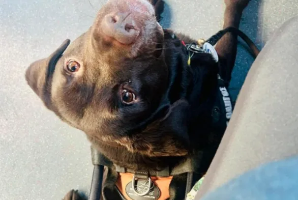  Οδηγός τρόλεϊ επιτέθηκε φραστικά σε επιβάτιδα με σκύλο-οδηγό – “Με κοροϊδεύετε, δεν είστε τυφλή”