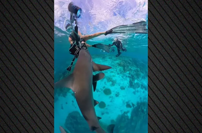 australia epithesi dytes