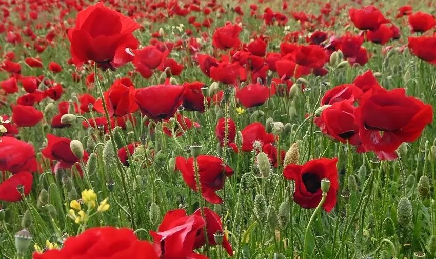  Πρωτομαγιά στην Αθήνα 150 χρόνια πριν-Όταν τα Πατήσια, οι Αμπελόκηποι και τα Σεπόλια ήταν προάστια