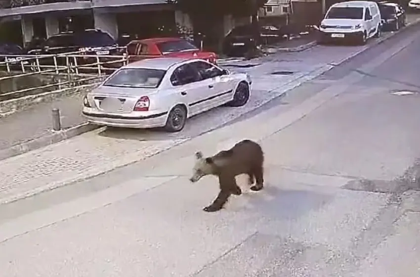 b909c64b arkouda grevena 2 6 25 1 1.jpg 1