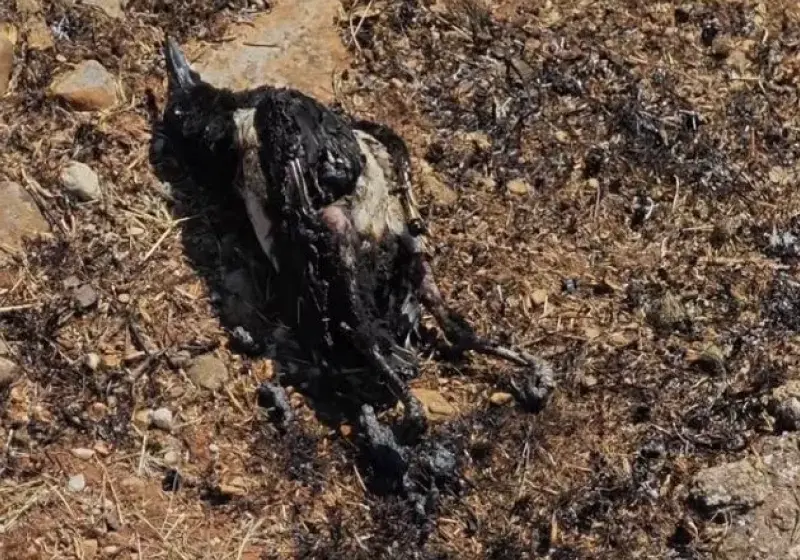 karakaksa fotia orangepress