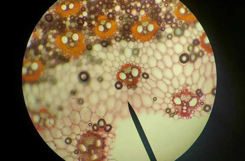  Κύτταρα “ζόμπι” το ελιξίριο της νιότης… καθώς ξεγελούν τον εγκέφαλο