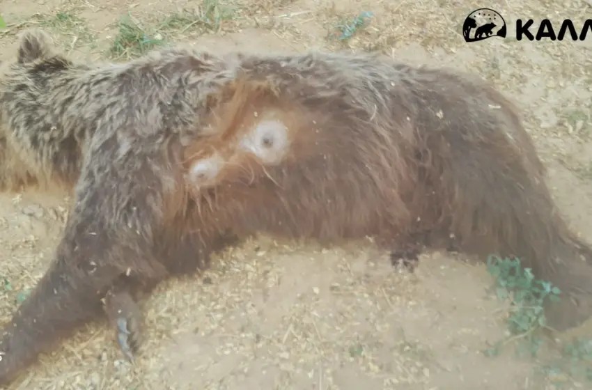 NekriarkoudaKastoria250715