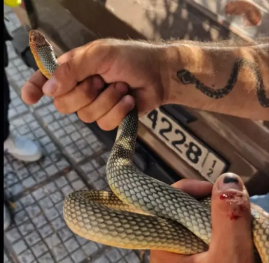  Καλαμαριά: Φίδι εντοπίστηκε στον αστικό ιστό (εικόνες)