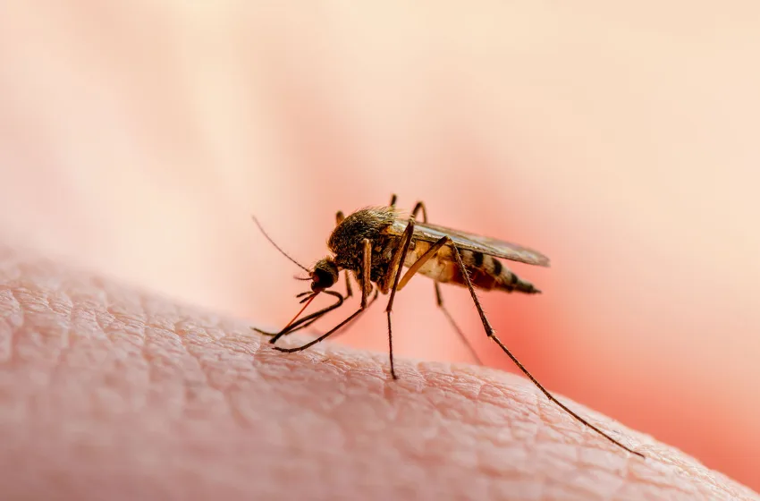  ΕΟΔΥ: 75 κρούσματα  από τον ιό του Δυτικού Νείλου και πέντε θάνατοι