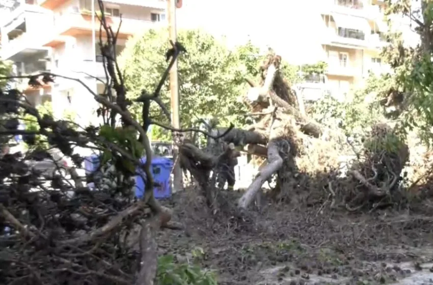  Καλαμαριά: Δέντρα έπεσαν πάνω σε σταθμευμένα αυτοκίνητα