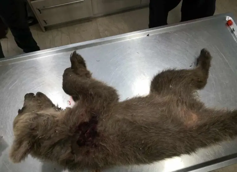  Φρίκη στην Καστοριά: Πυροβόλησαν και σκότωσαν ένα μικρό αρκουδάκι