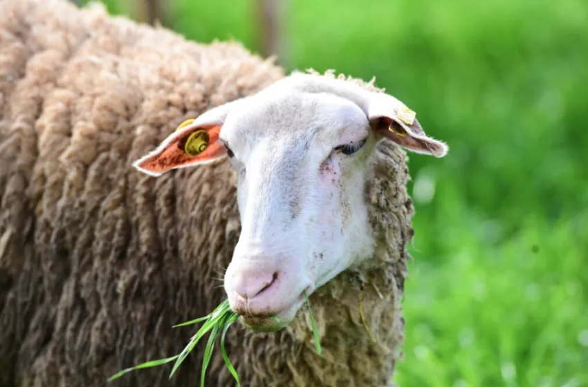  Σέρρες: Κρούσμα ευλογιάς προβάτων στο Βαλτοτόπι-Θανατώθηκαν 140 ζώα