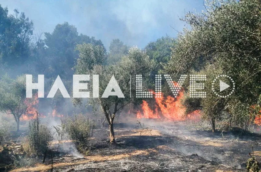  Φωτιά  στην Μέλισσα Λεχαινών Ηλείας-Μήνυμα 112