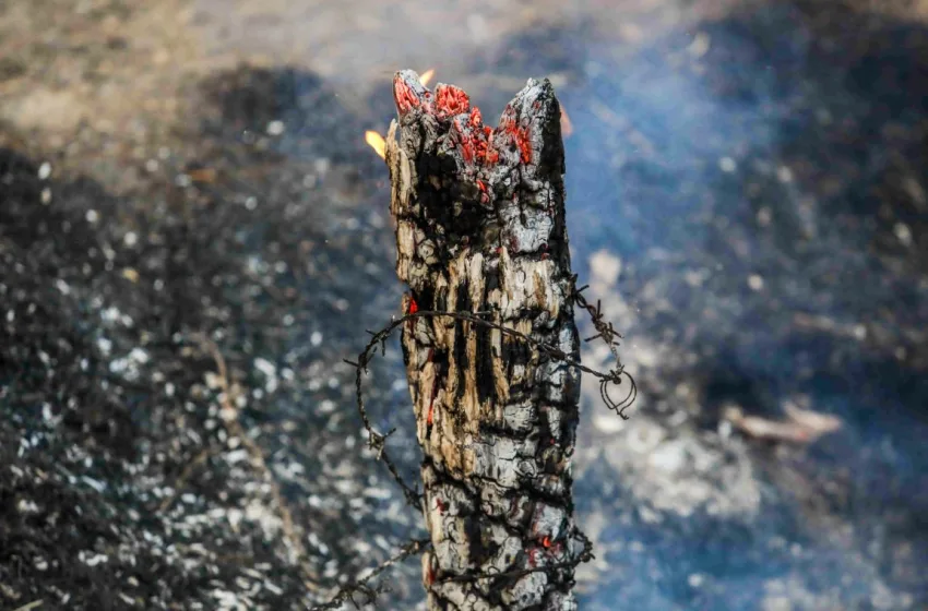  Meteo:Δορυφορικές εικόνες από τις φωτιές σε Χίο, Ζάκυνθο, Πρέβεζα και Αχαΐα-Η έκταση της καταστροφής