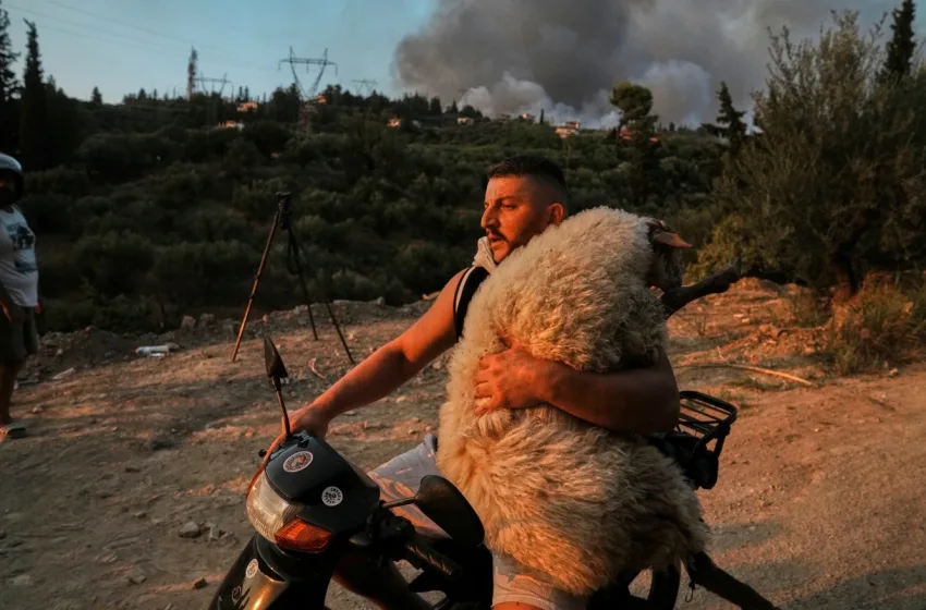  Ο νεαρός που έσωσε πρόβατο από τις φλόγες στην Πάτρα (εικόνες)