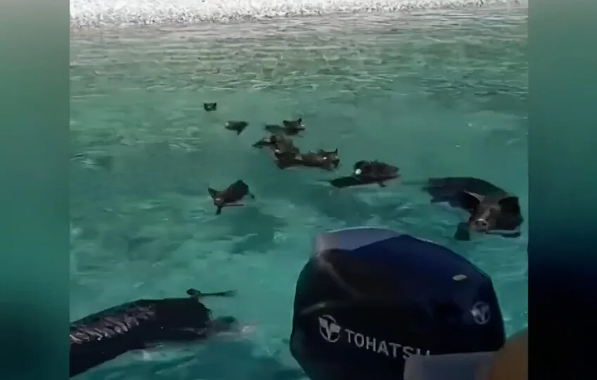 gourounia 1024x541 1