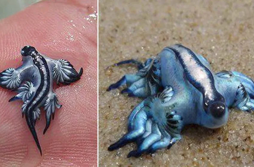  Συναγερμός στην Ισπανία για εμφάνιση “μπλε δράκων”- Κλείνει παραλία 11 χιλιομέτρων