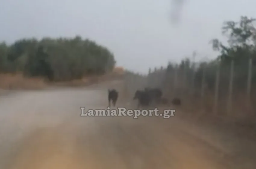 lamia agriogourouna treno grammes