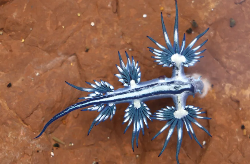  Πόσο δικαιολογημένος είναι ο πανικός για τον “Μπλε Δράκο”; Μπορεί να εμφανιστεί στην Ελλάδα;