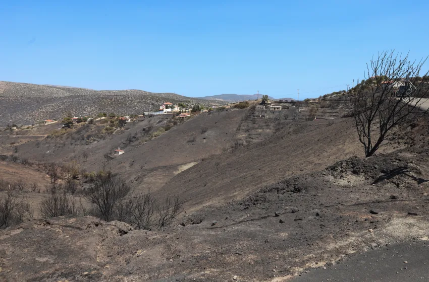  Κάλεσμα σε αμπελουργούς- οινοποιούς με καμένες εκτάσεις απ’ τον Σύνδεσμο Ελληνικού Οίνου για τεχνική βοήθεια