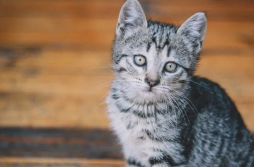  Λάρισα: Συνελήφθη 78χρονος που σκότωσε γάτο-Του επιβλήθηκε πρόστιμο 30.00 ευρώ