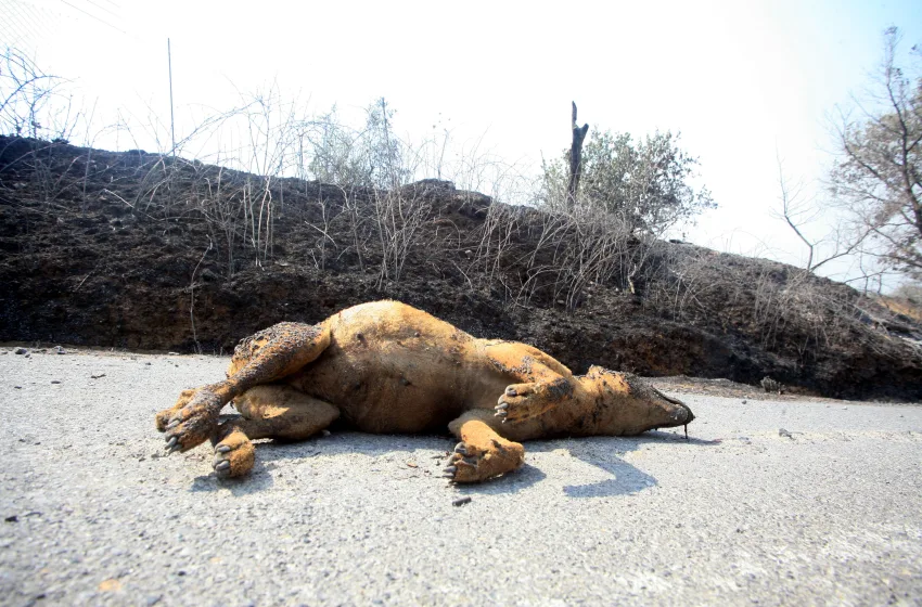 ρουτσι αρκαδιας1
