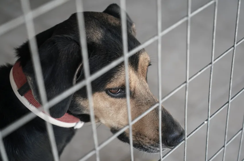  Ρεπορτάζ libre: Το μεγάλο πρόβλημα της εγκατάλειψης ζώων συντροφιάς στην Αθήνα-Οι βασικοί λόγοι