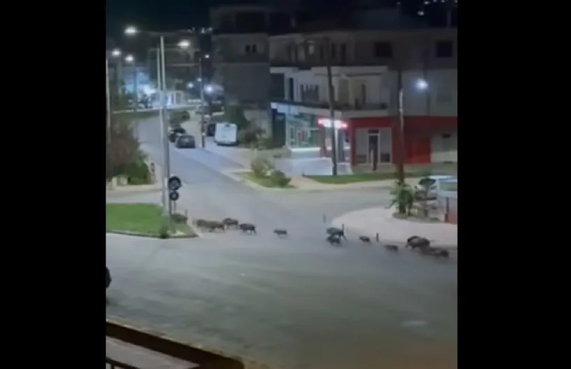  Νέος Βουτζάς: Κυνηγούσαν αγριογούρουνα και πυροβολούσαν μέσα στον οικισμό