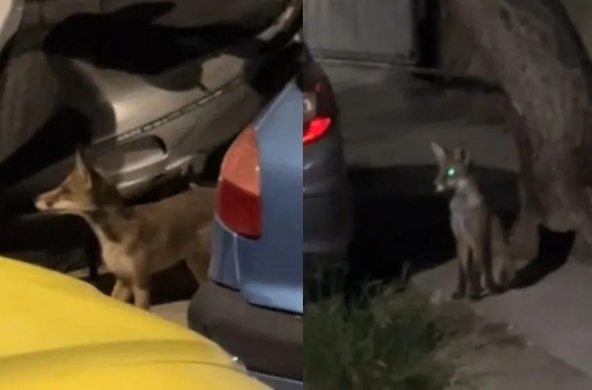  Μετά τα αγριογούρουνα στο Χαϊδάρι, αλεπούδες “κόβουν βόλτες” στο Αιγάλεω 