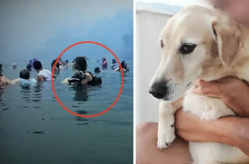  Αμόρ: Πέθανε ο σκύλος-σύμβολο της τραγωδίας στο Μάτι – Η συγκινητική ιστορία του