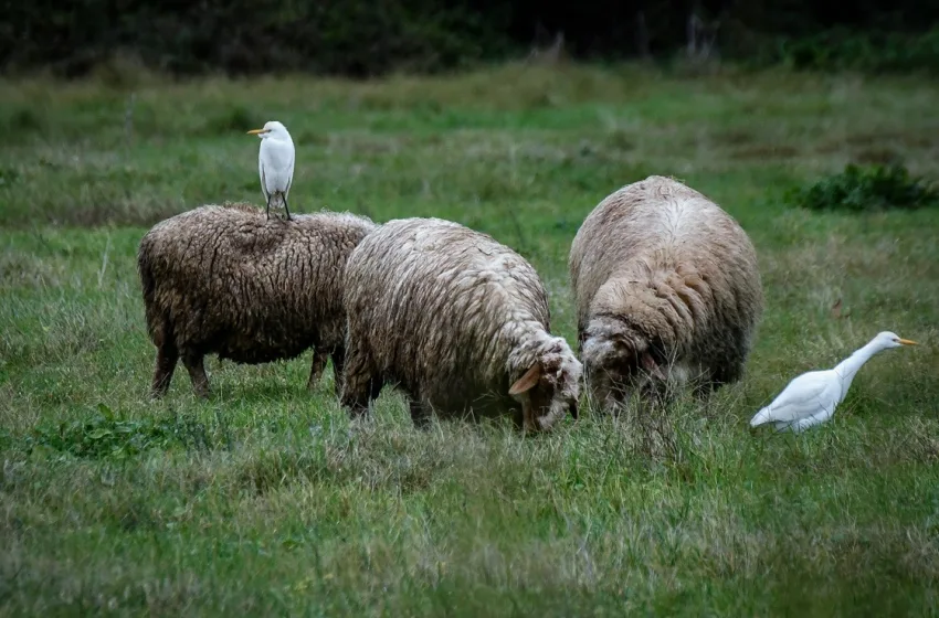  ΟΠΕΚΕΠΕ: Η… “σύμπτωση” με χιλιάδες κερδισμένα λαχεία– Κτηνοτρόφος είχε 6.000 δελτία το 2022 (vid)