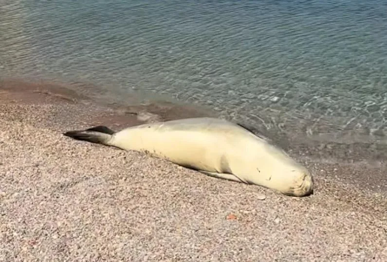 Φώκια κάνει ηλιοθεραπεία σε παραλία στη Σύμη