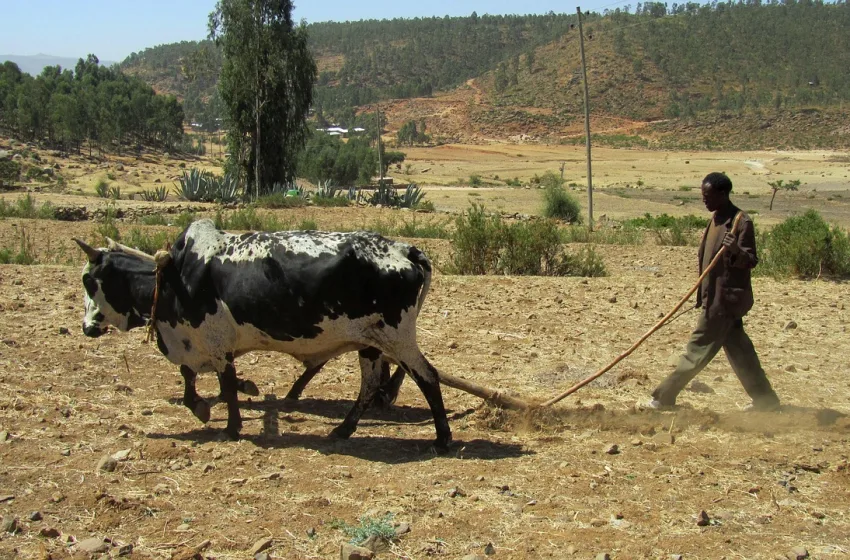  Αιθιοπία: Στα σκαριά εργοστάσιο λιπασμάτων από τον Νιγηριανό δισεκατομμυριούχο Αλίκο Ντανγκότε