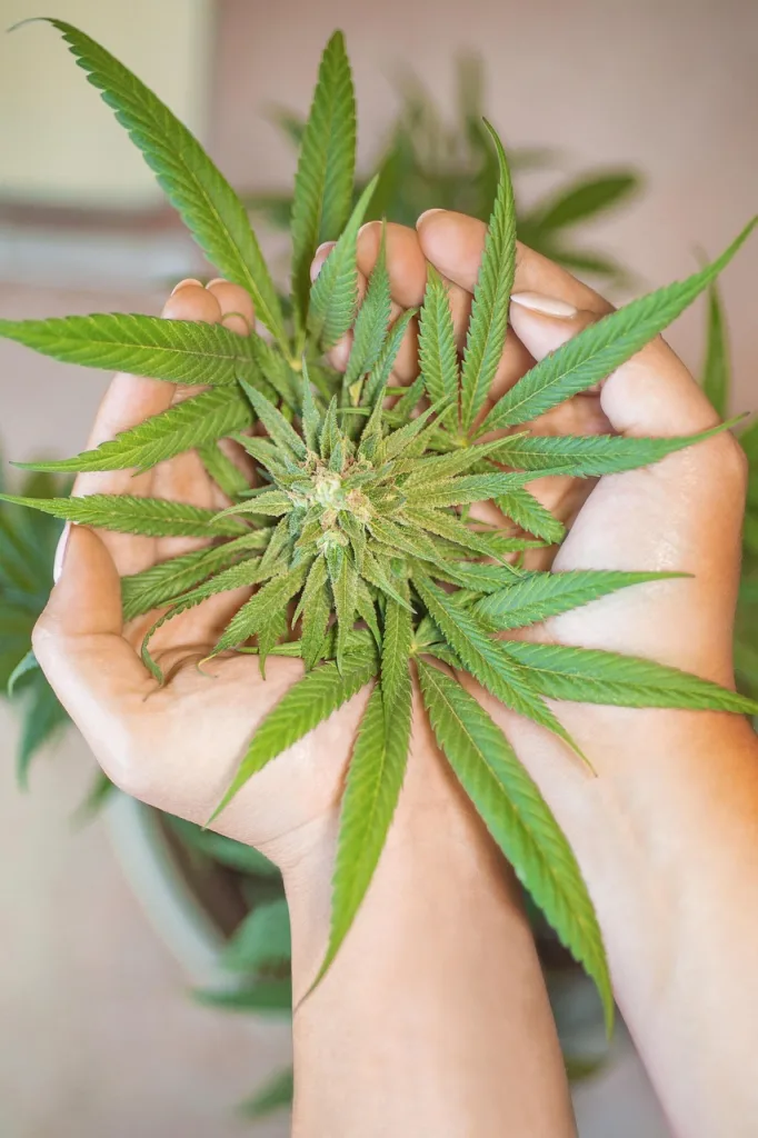 Image by Erin_Hinterland on Pixabay