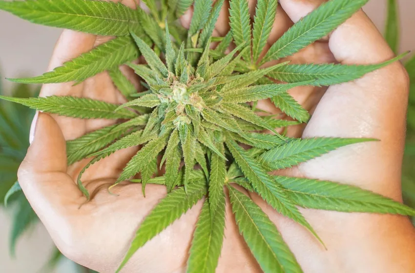 Image by Erin_Hinterland on Pixabay