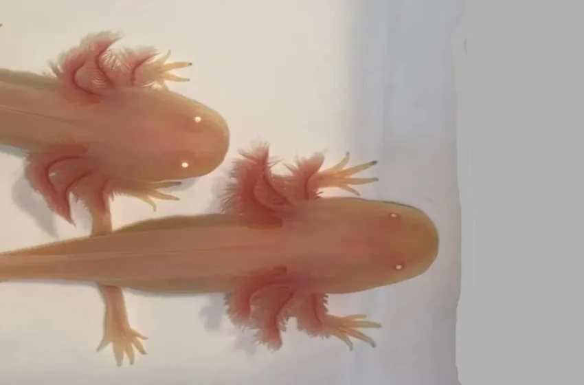  ΗΠΑ: Στις σαλαμάνδρες του Μεξικού το μυστικό της αναγέννησης των άκρων;